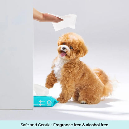 Allforpaws Coconut Vanilla Scented Pet Grooming Wipes - 100 Alcohol-Free Jumbo Deodorizing Wipes with Jojoba and Coconut Oils for Safe Hydration and Odor Control